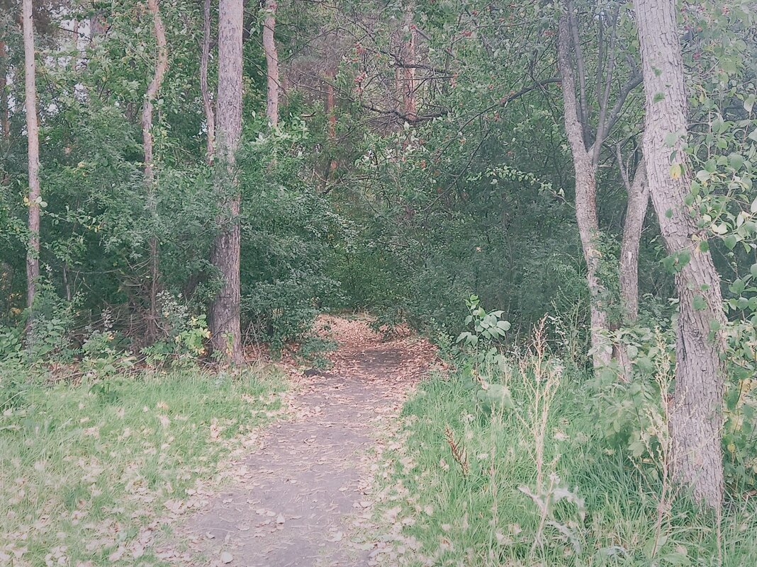 Путь из жёлтых листьев. - Игорь Солдаткин