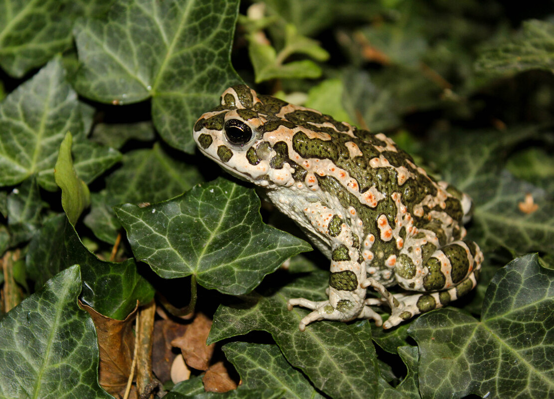 Жабка) - Ольга Жабка) - Ольга