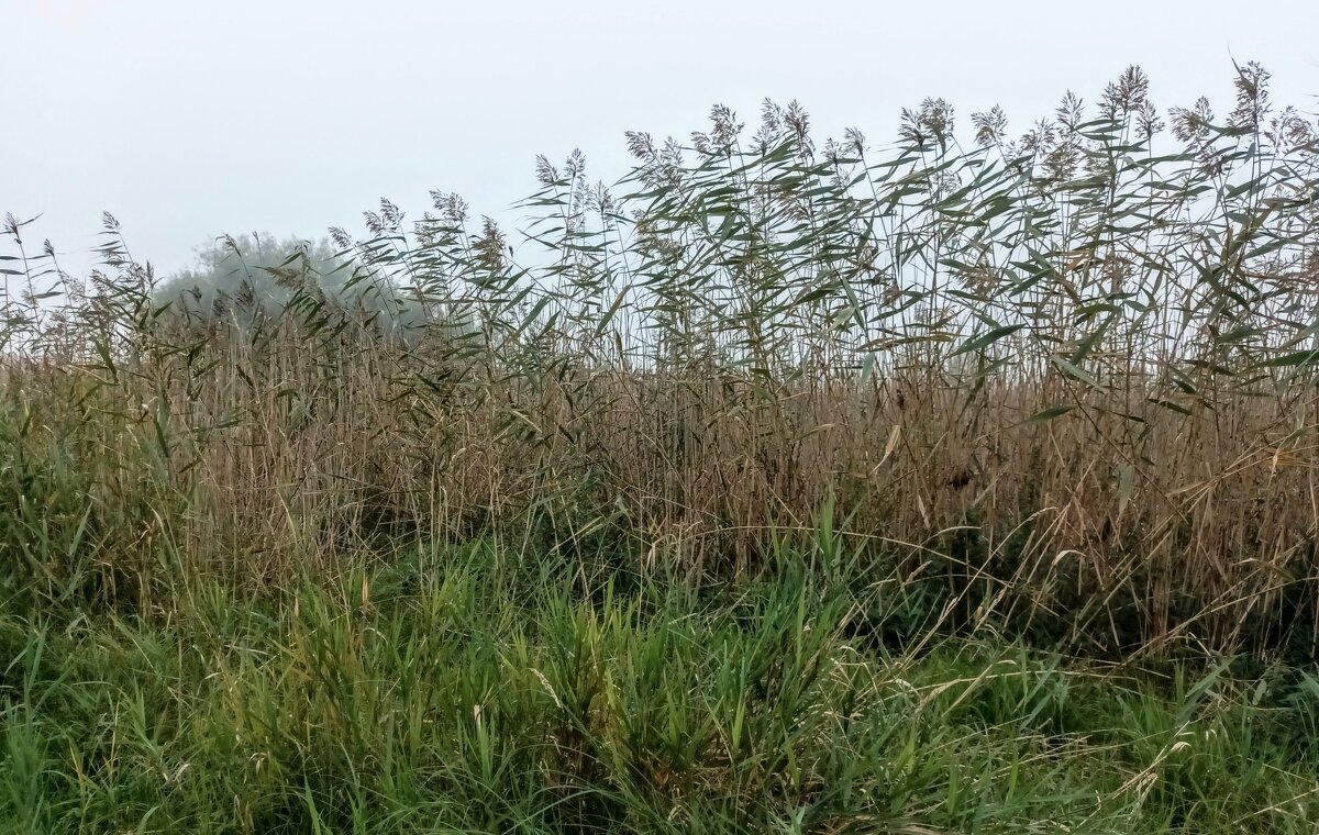 Тростник в тумане - Veera V