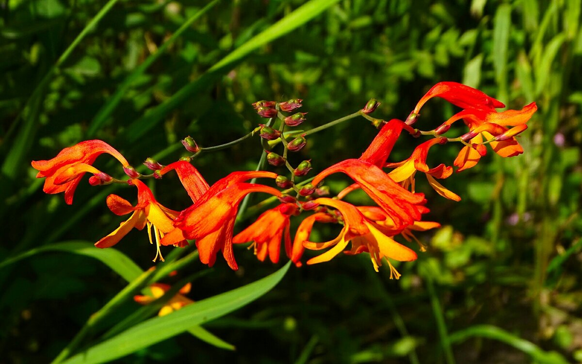 Цветы сентября. - Милешкин Владимир Алексеевич 