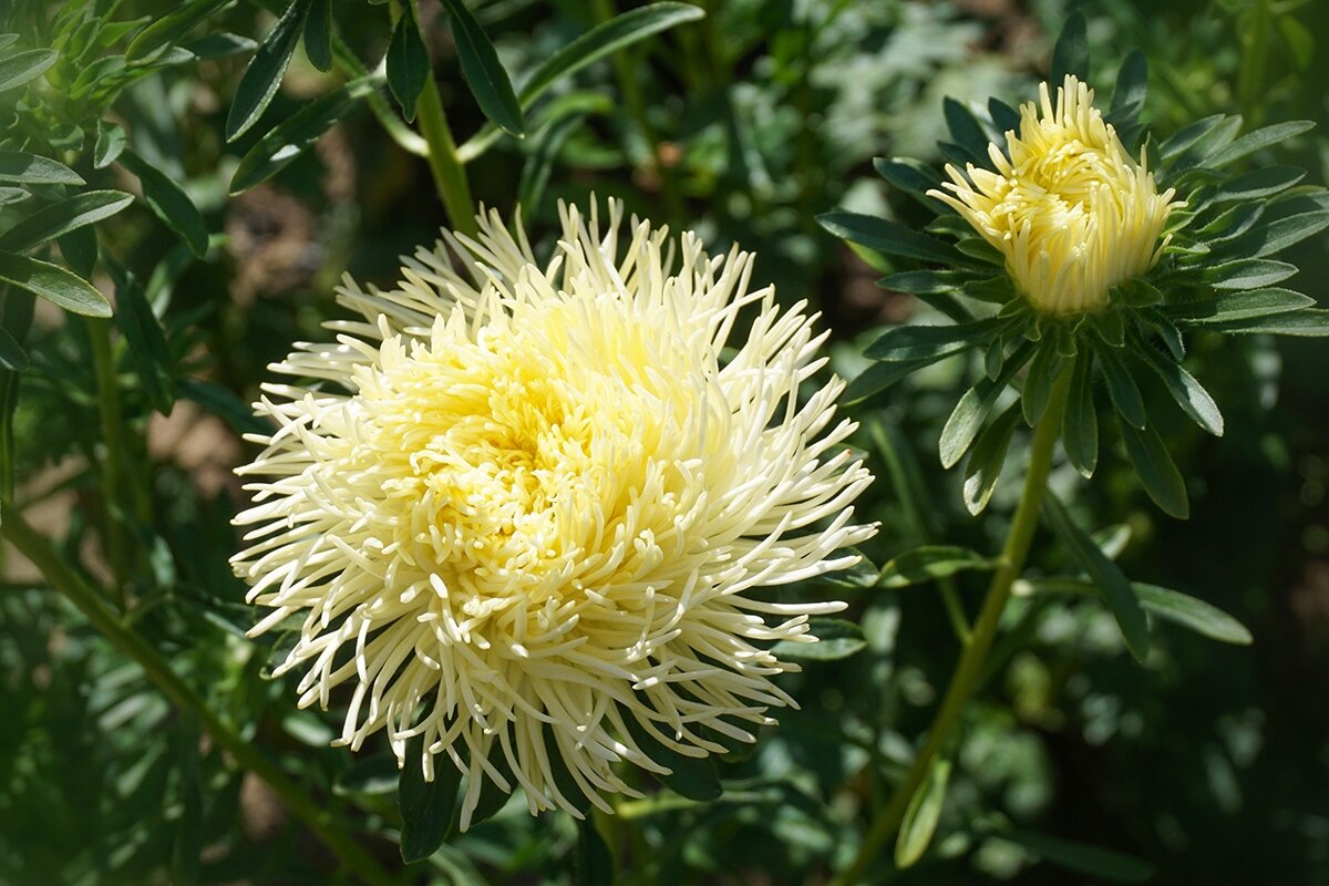 Цветы осени - Ольга 