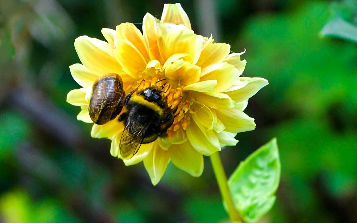 Редкое соседство. - Милешкин Владимир Алексеевич 