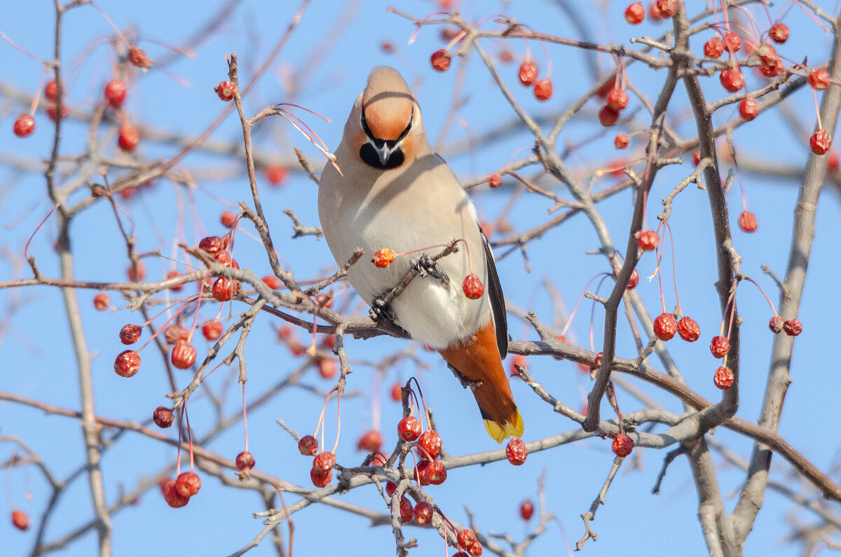 Свиристель - Виктор Иванович Чернюк