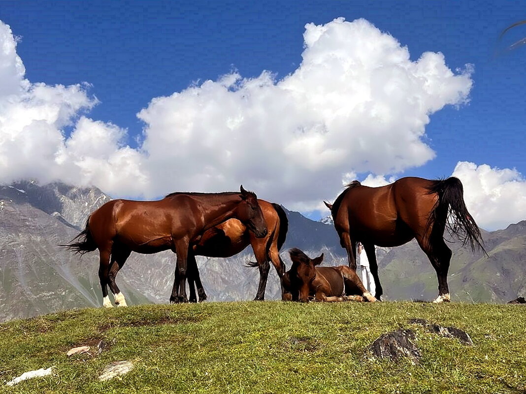 В горах Грузии. Кахетия. - Ольга Довженко