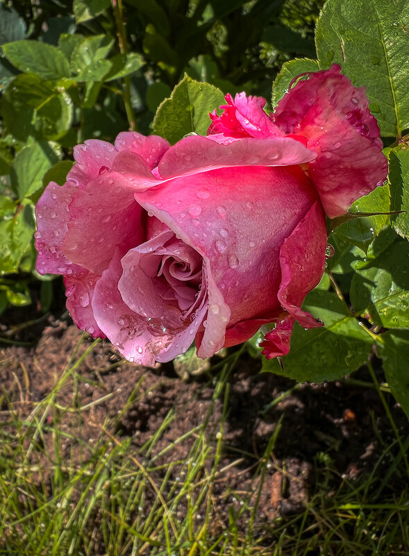 После дождя. Капли 4 - Galina 