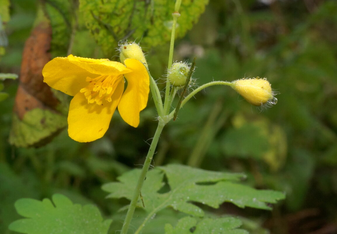 вроде чистотел... - Андрей Катков