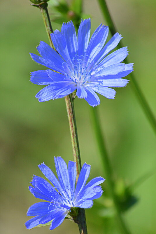 Гость бабьего лета - Татьяна Лютаева