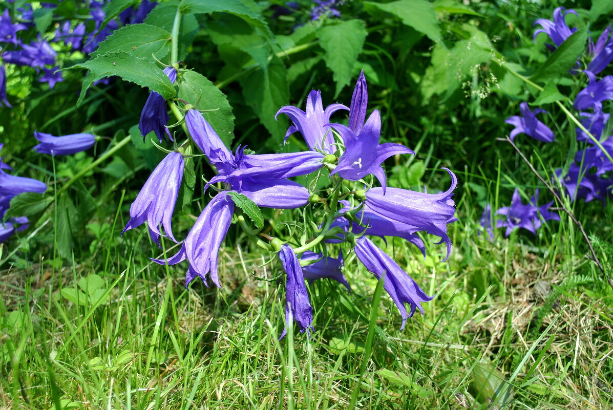 "Было, было, было, было, но прошло.." - AleksSPb Лесниченко