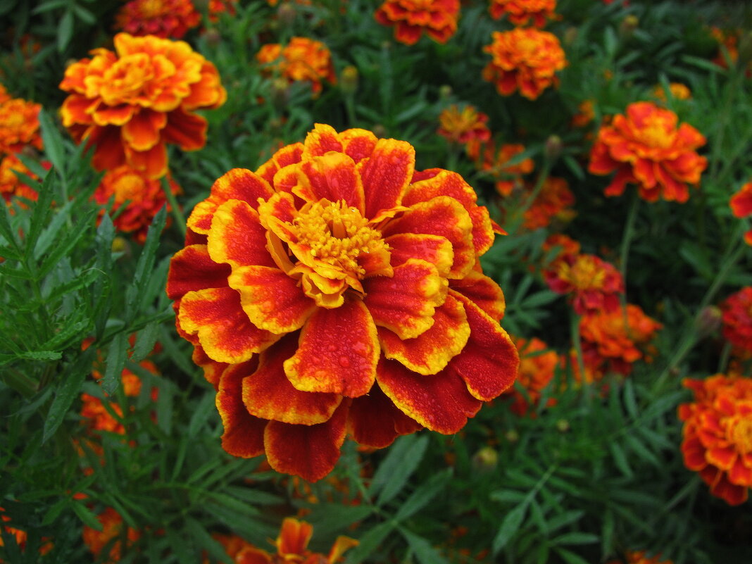 Бархатцы цветут - Людмила Смородинская