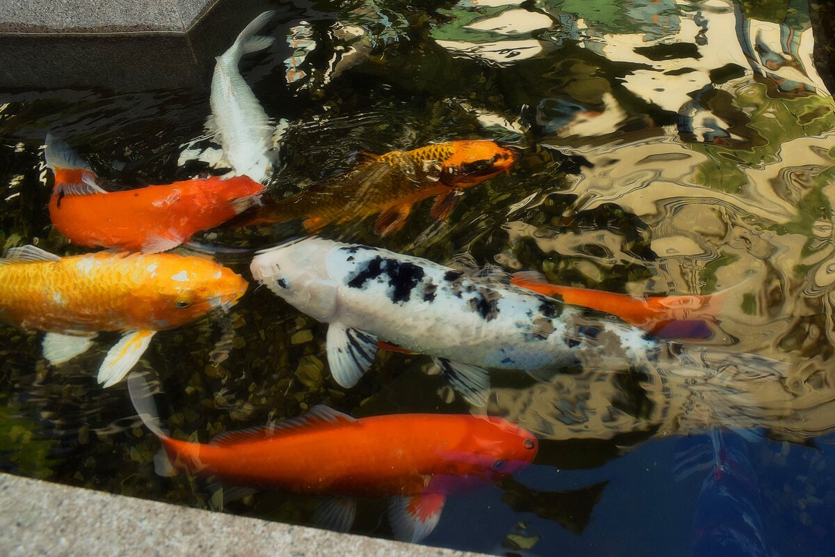 Рыбки не простые, плавают, ныряют, желанья исполняют. - Татьяна Помогалова