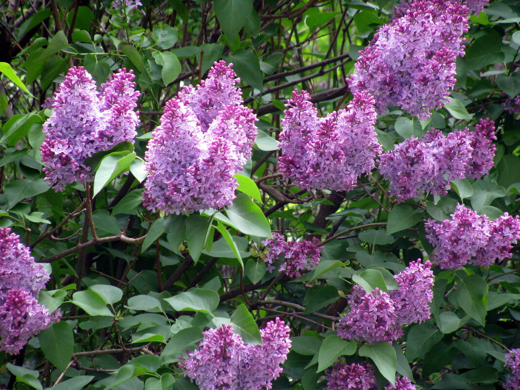 Сирень. - Владимир Драгунский Сирень. - Владимир Драгунский