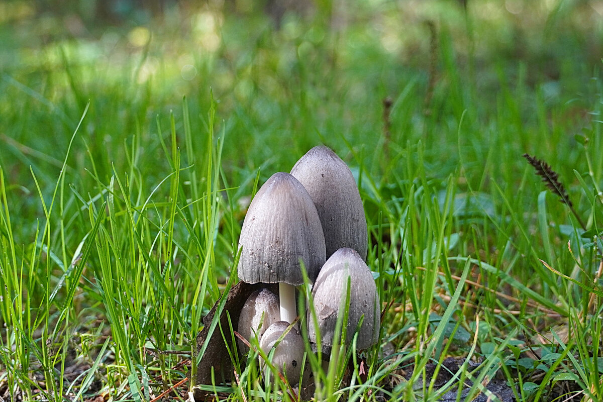 Похоже, несъедобные грибы? - Галина Кан Похоже, несъедобные грибы? - Галина Кан