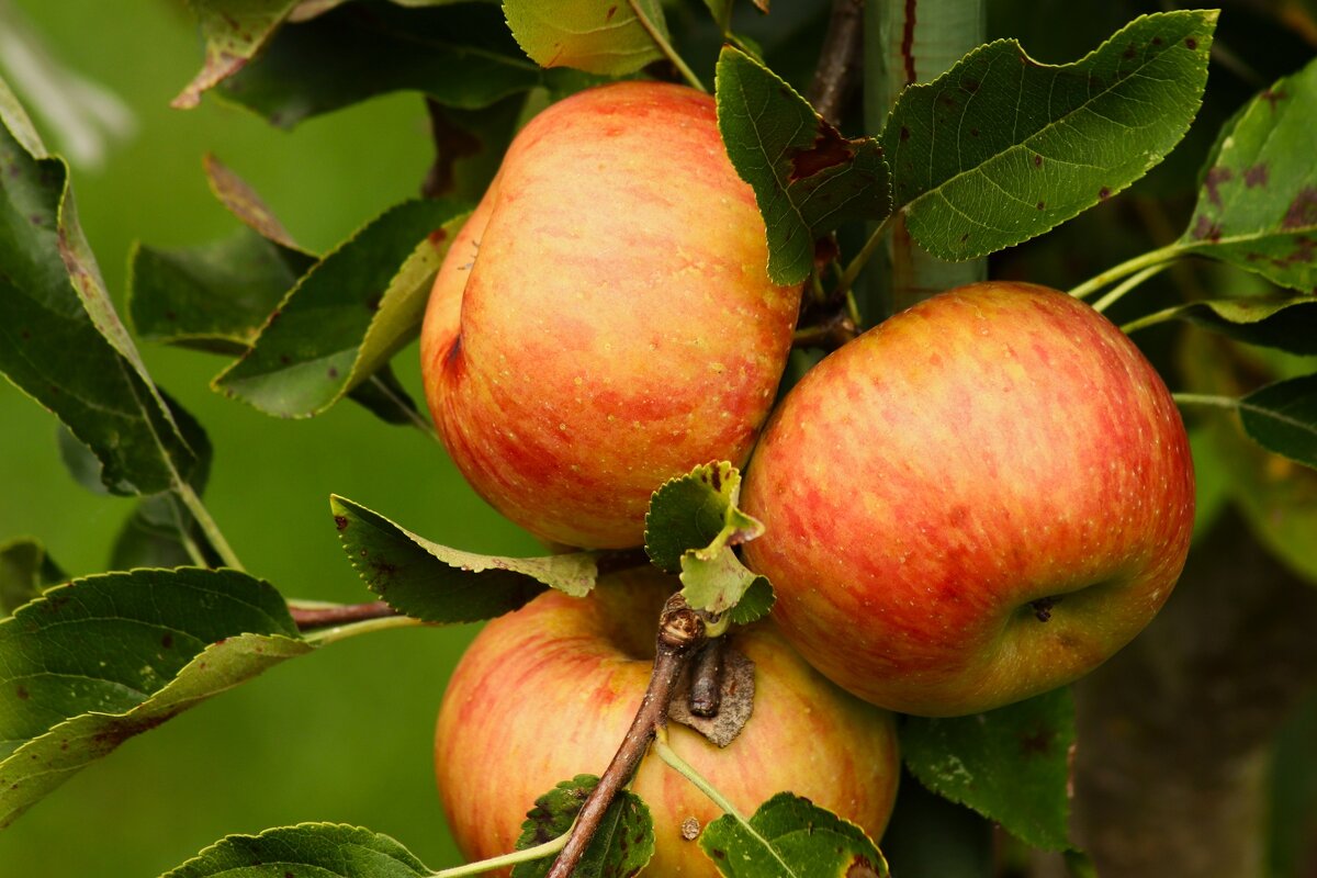 Сентябрь яблочный - Юрий. Шмаков
