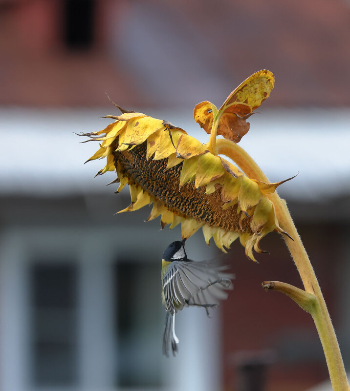 *** - владимир 