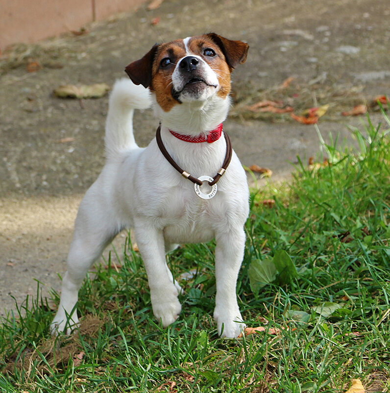 Домашний, но совсем не добродушный... - Светлана Домашний, но совсем не добродушный... - Светлана