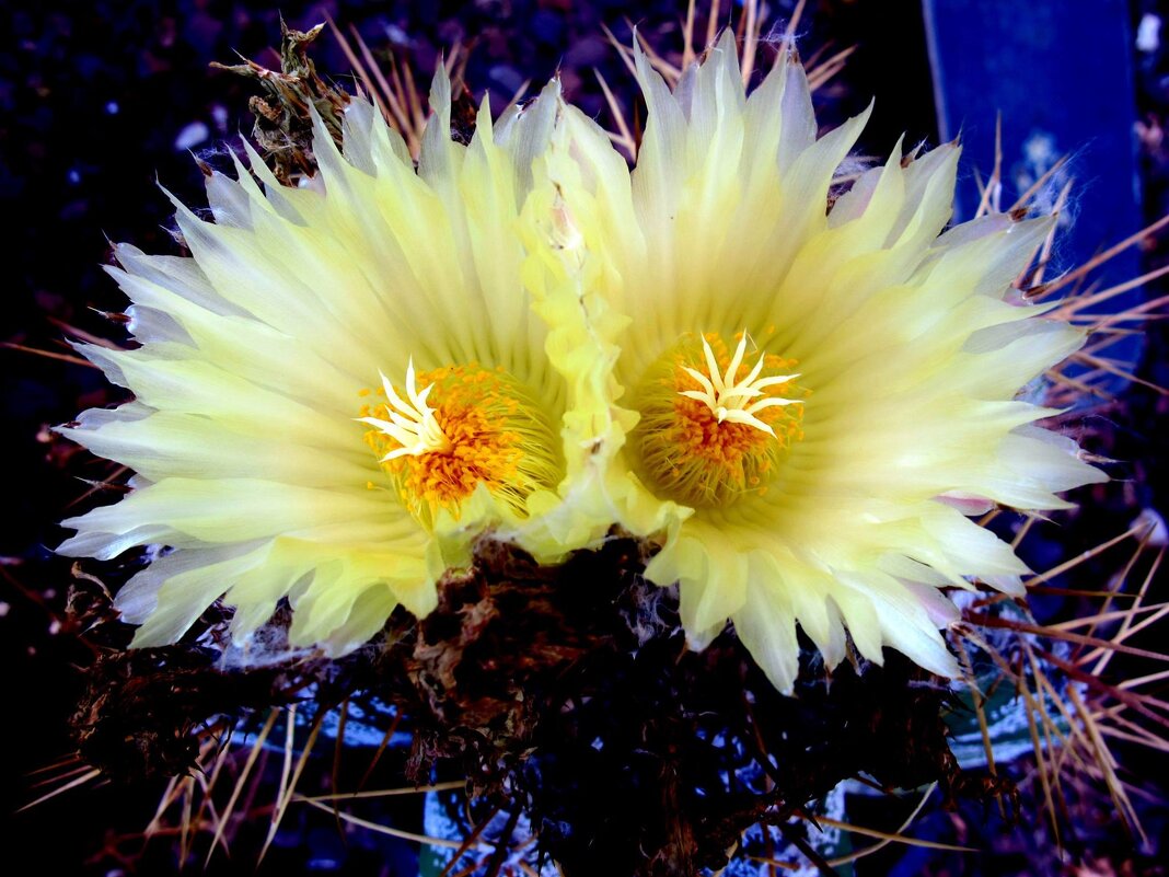 Красивая парочка - Аркадий Басович