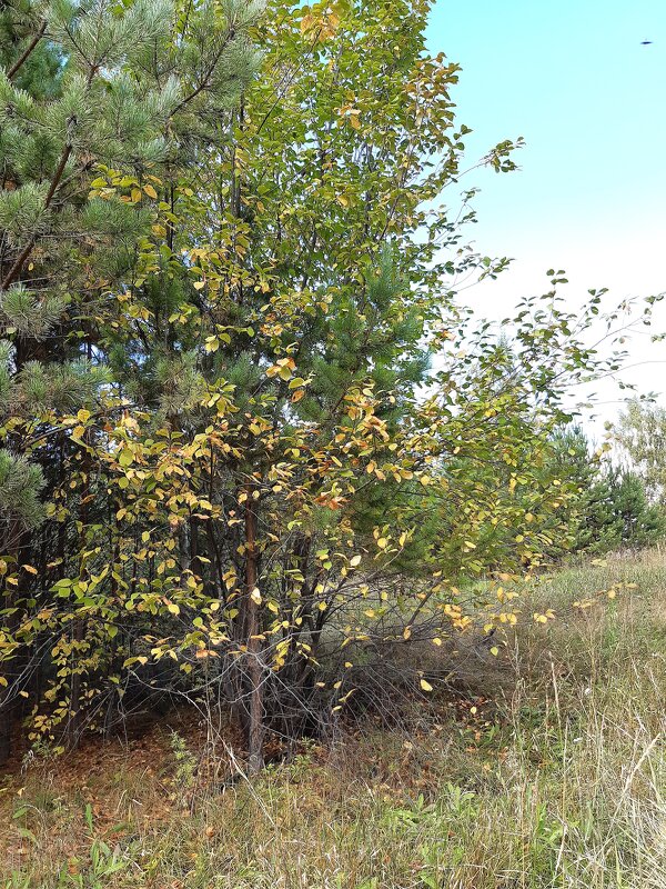 Вот и осень - Галина Минчук