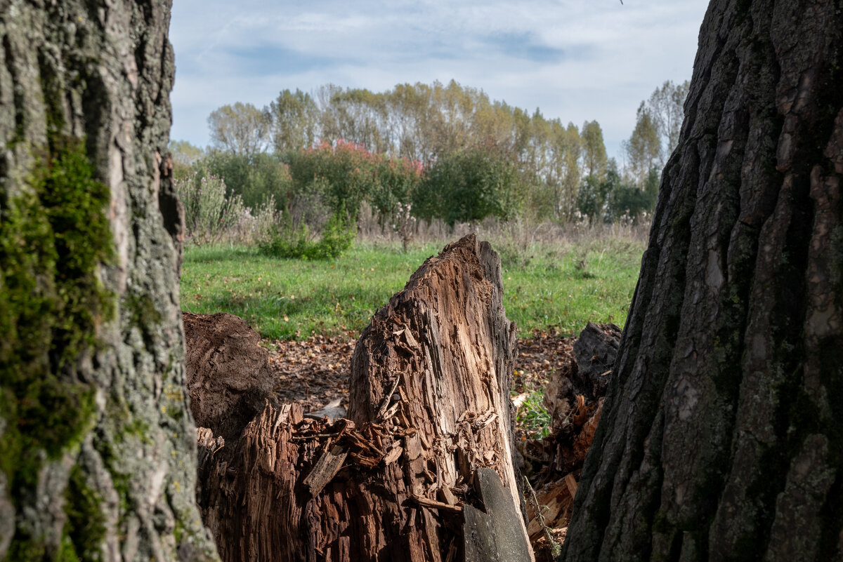 *** - Валерий Михмель 