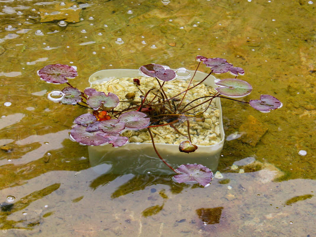 В фонтане - Дарья Рогозина
