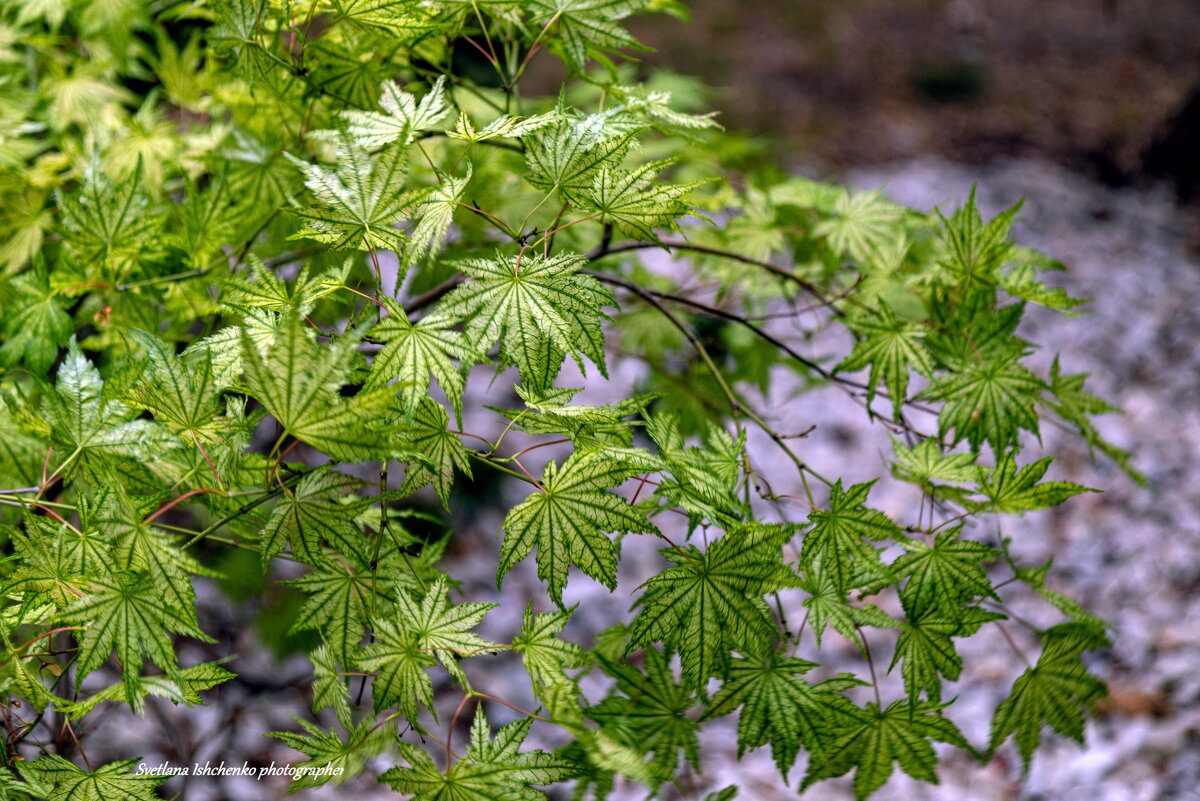 Клён японский - Светлана Ищенко