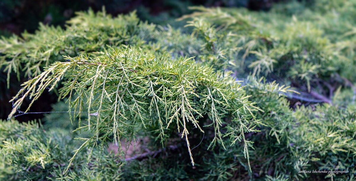 Можжевельник - Светлана Ищенко