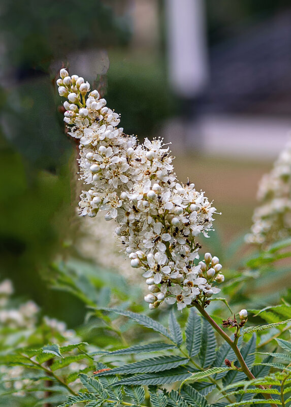 Рябинник рябинолистный - Светлана Ищенко Рябинник рябинолистный - Светлана Ищенко