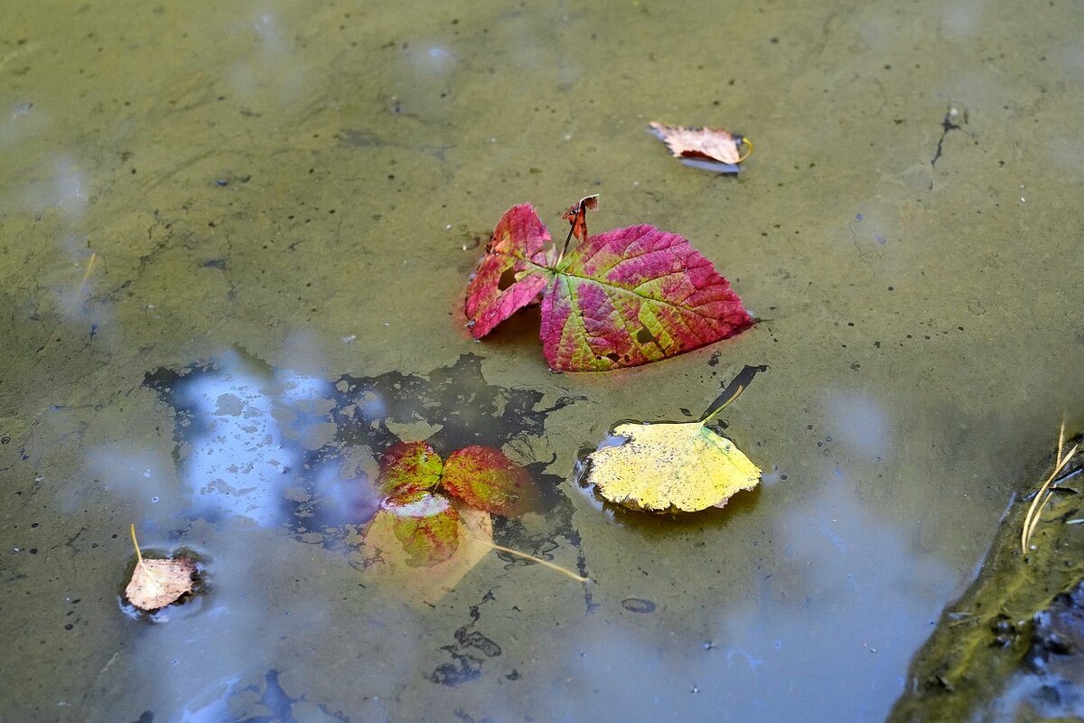 *** - Владимир 