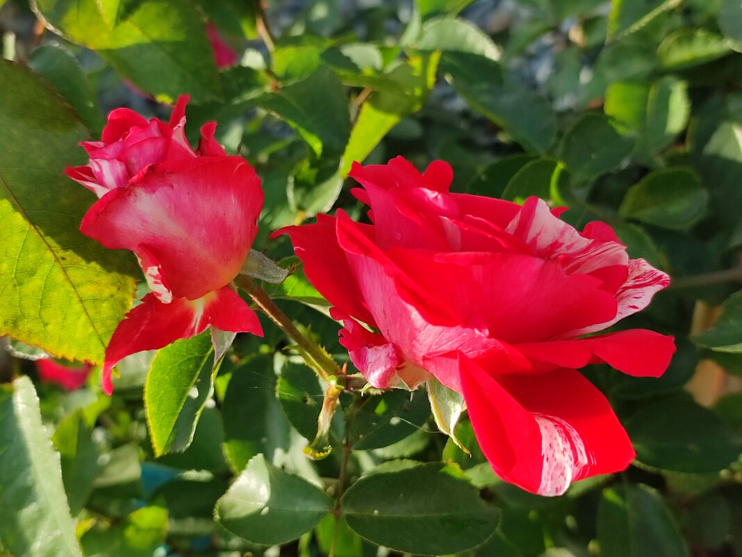 Завтра обещают мороз - Валентина Богатко 