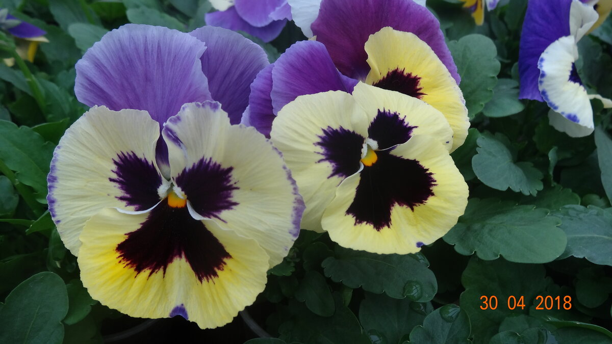 фиалки-анютины глазки - СЕРГЕЙ ФИЛОЧКИН