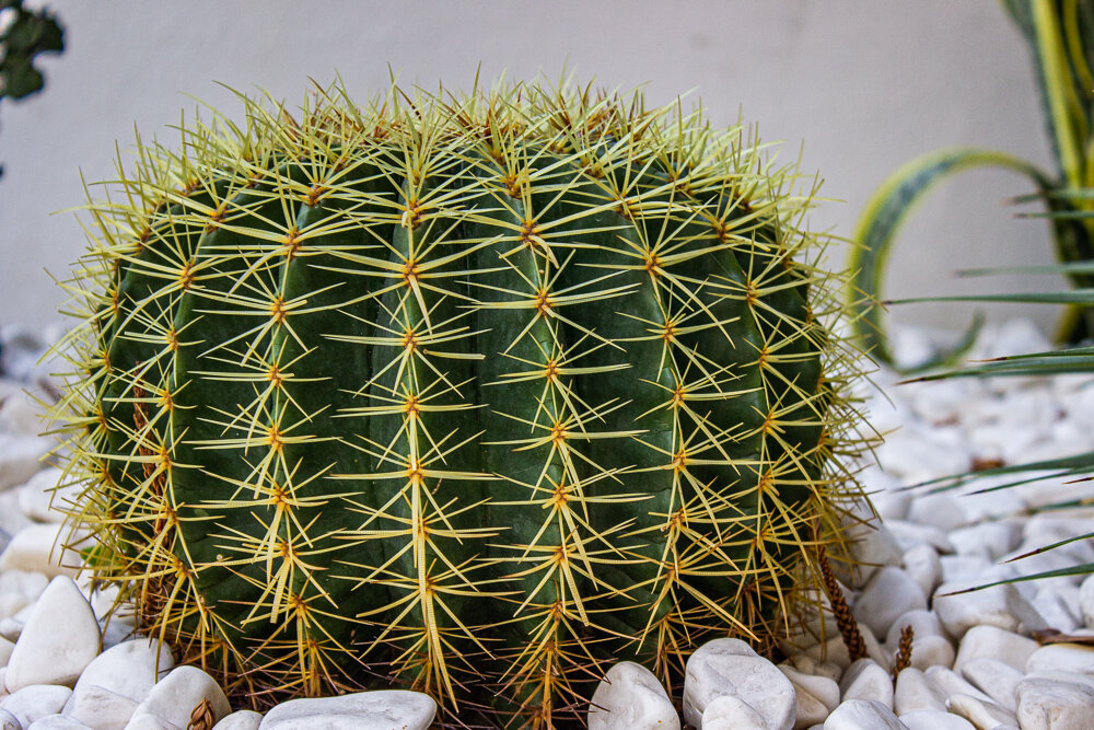 Кактус - Светлана SvetNika17 Кактус - Светлана SvetNika17