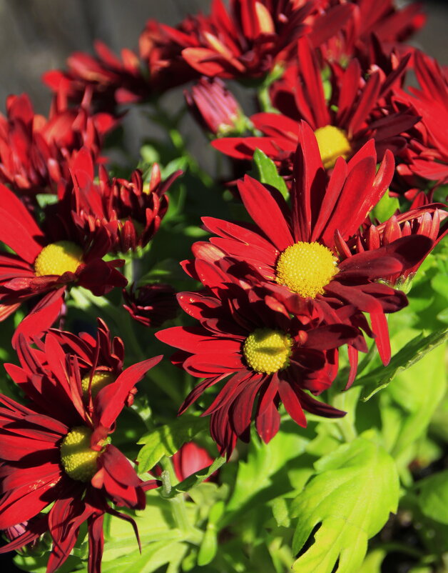 Сочный сентябрь .. - Татьян@ Ивановна