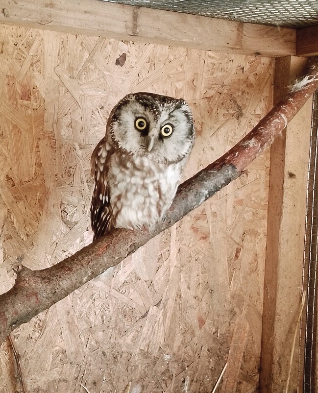 Североамериканский мохноногий сыч - Станислав ..