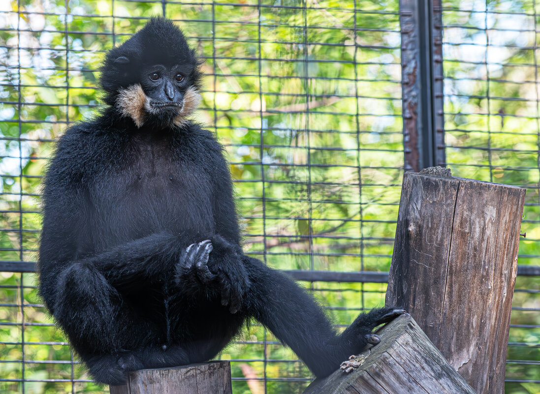 Новосибирский зоопарк имени Р.А. Шило - Михаил Измайлов