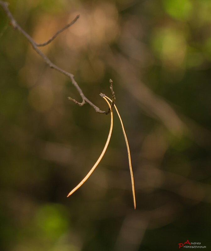Осень... - Андрей Пристяжнюк