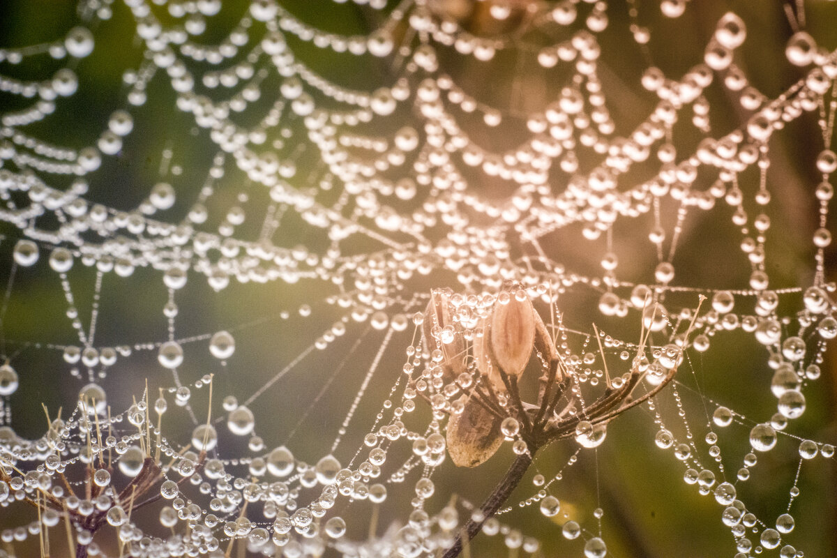 *** - Татьяна Титова