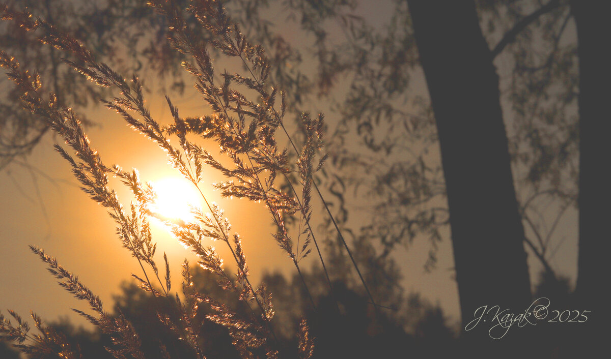 *** - Елена Kазак (selena1965)