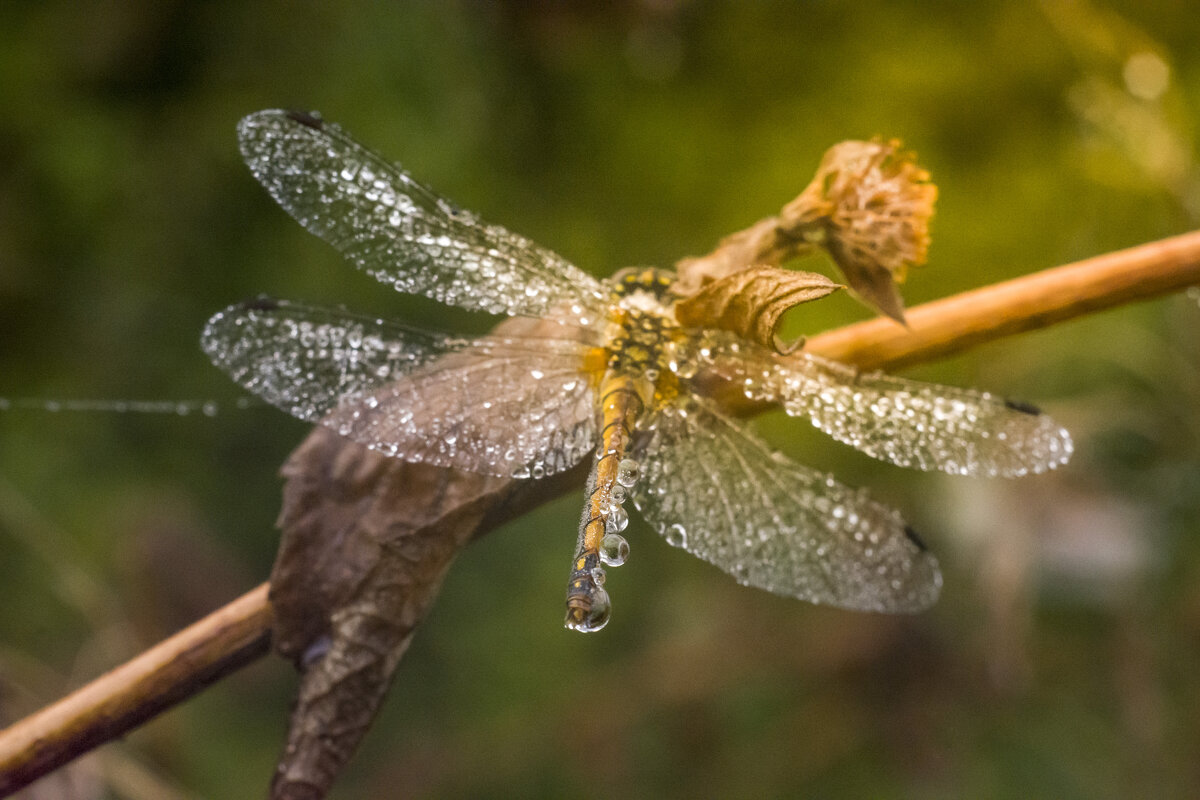 *** - Татьяна Титова