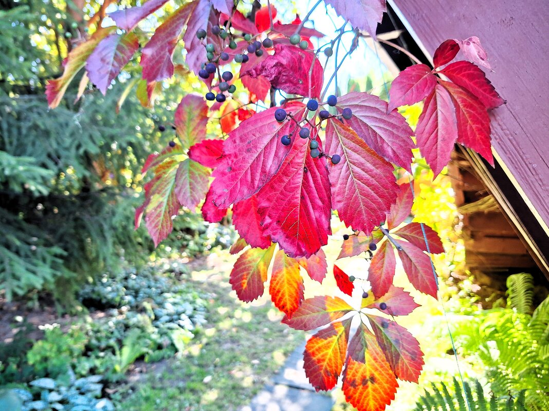 Осенние краски - Наталья 