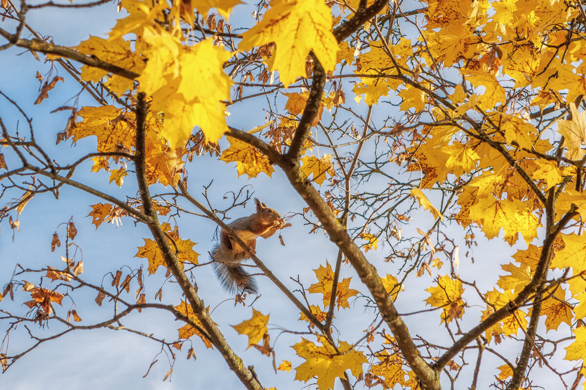 Осень - Владимир Колесников