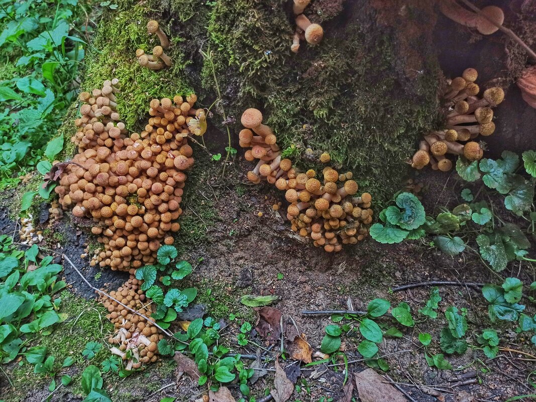 Сюрприз любимого пенька! - veilins veilins