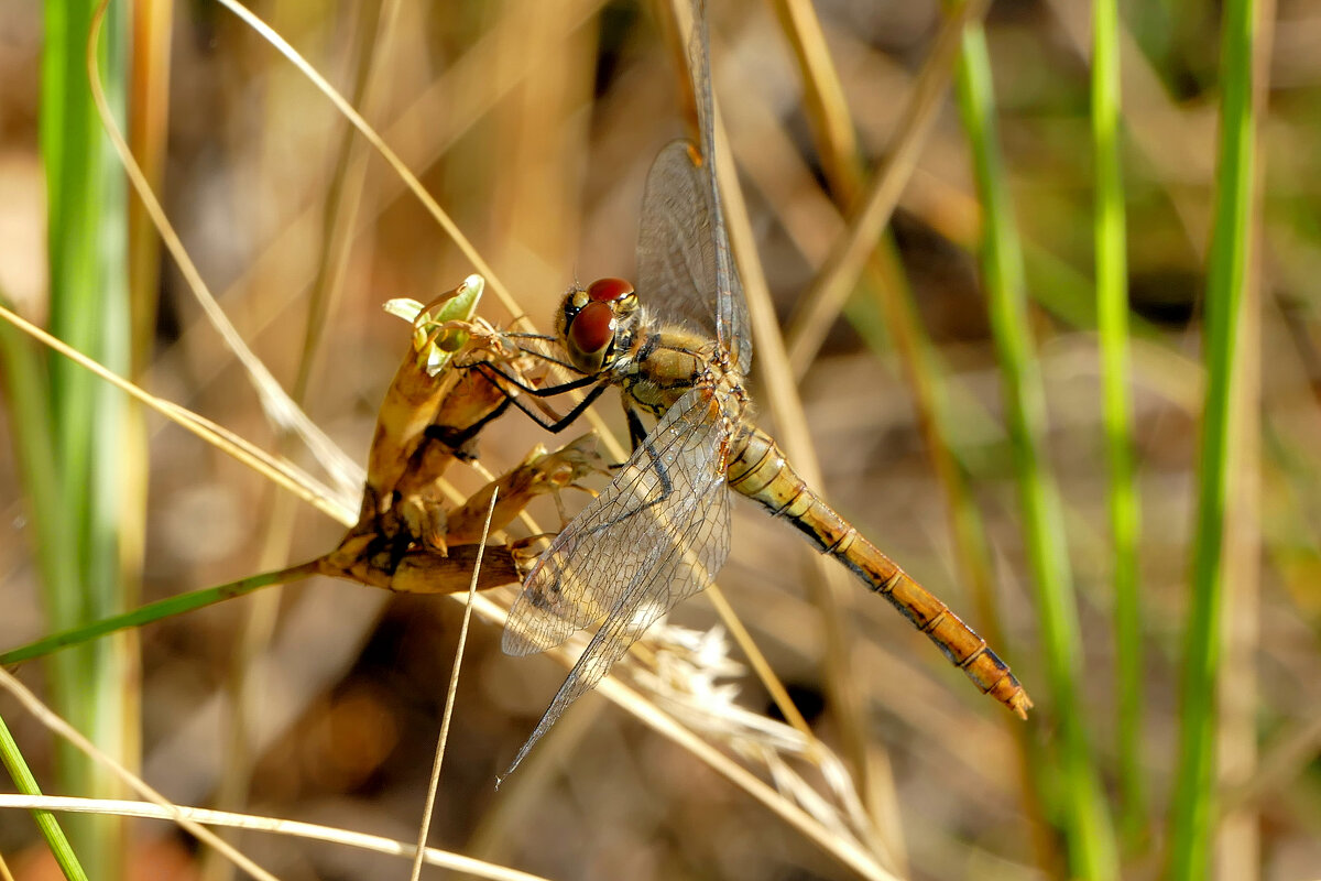 опять про стрекоз 12 - Александр Прокудин