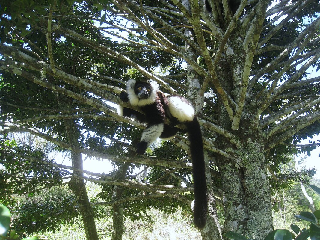 Лемур Вари, Мадагаскар. - unix (Илья Утропов)