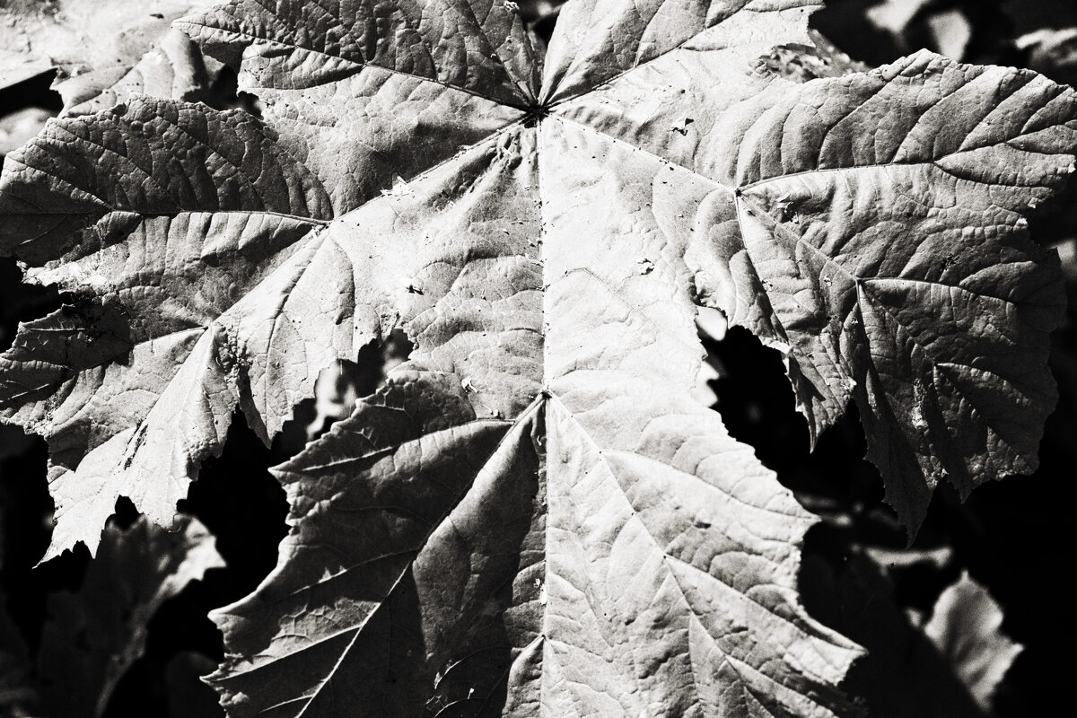 ... - Денис Безногов