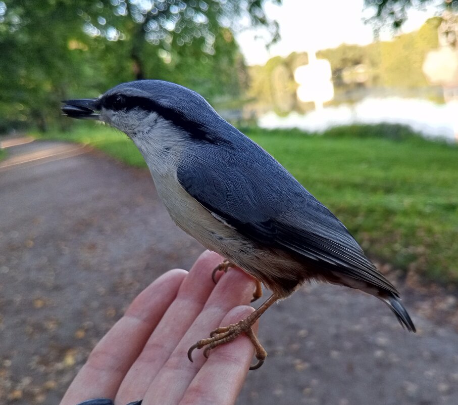 Поползень - Сапсан 