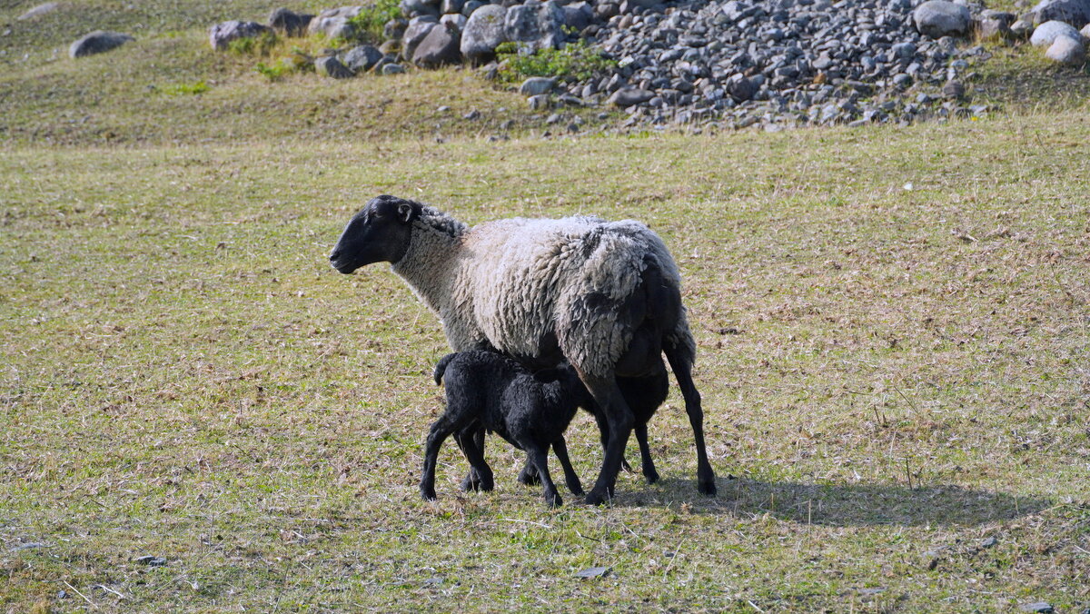 Кормящая мама-овечка. - Alex 711402 Кормящая мама-овечка. - Alex 711402