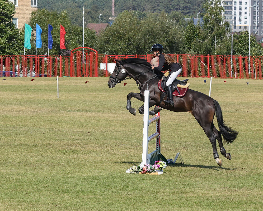 Конкур - Анатолий Шумилин