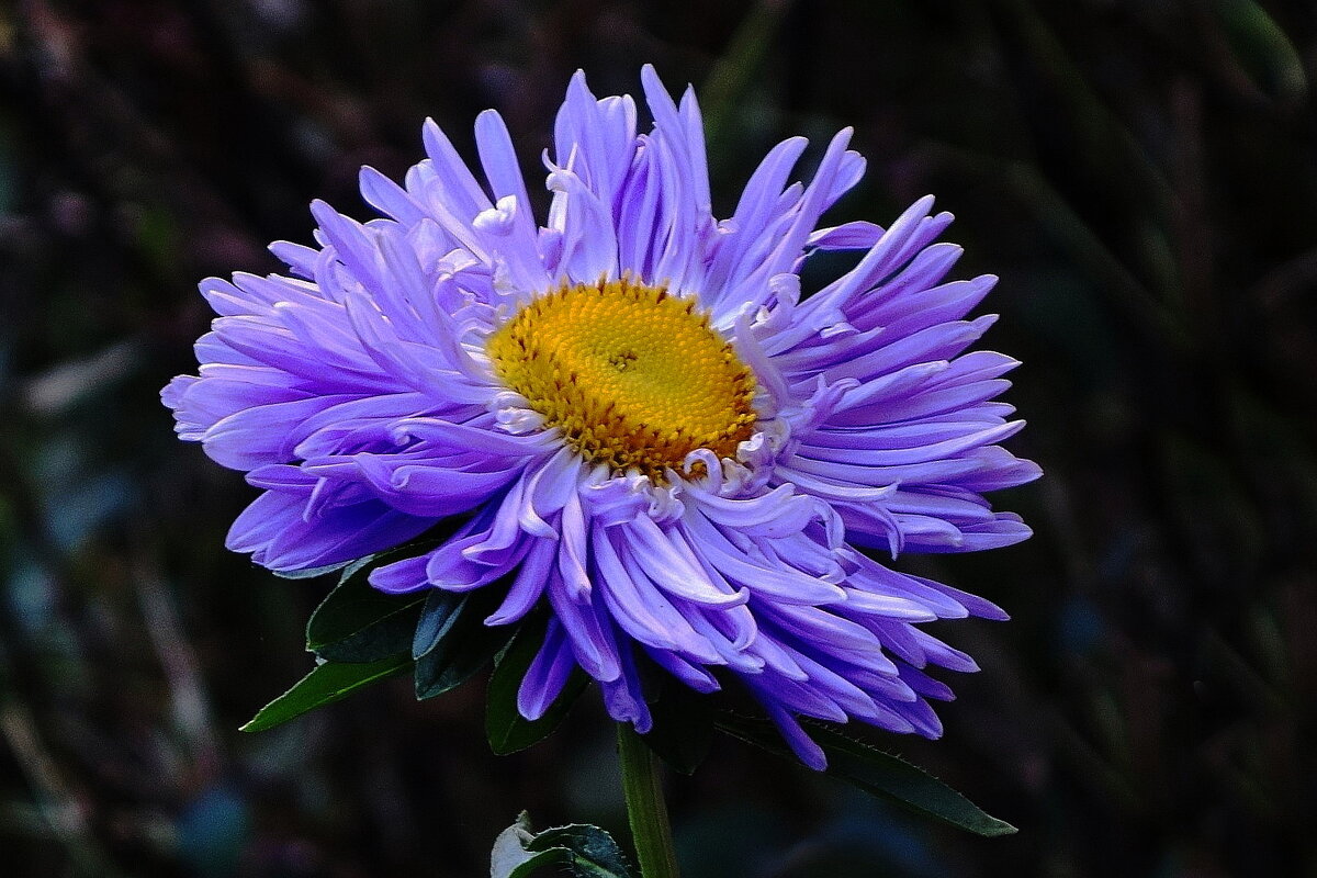 Астра - Рита Симонова