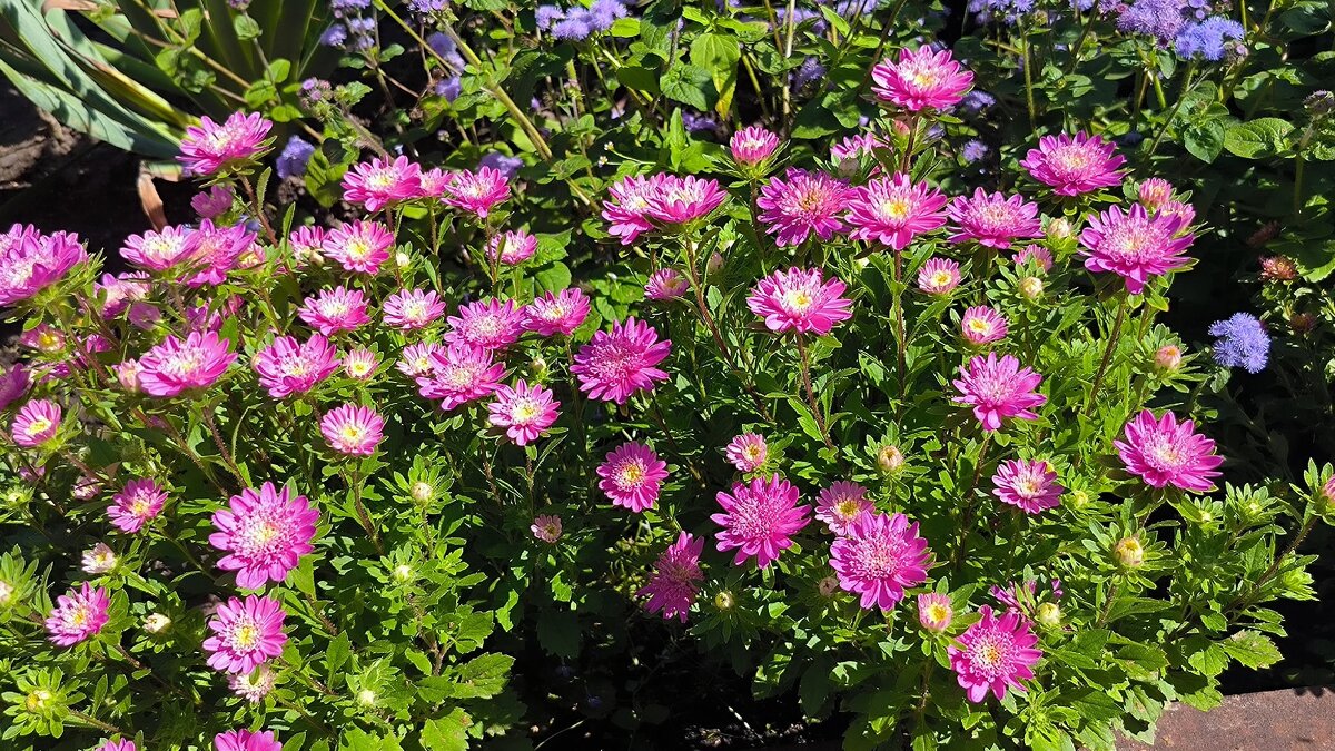 Осенние краски. - Ольга 