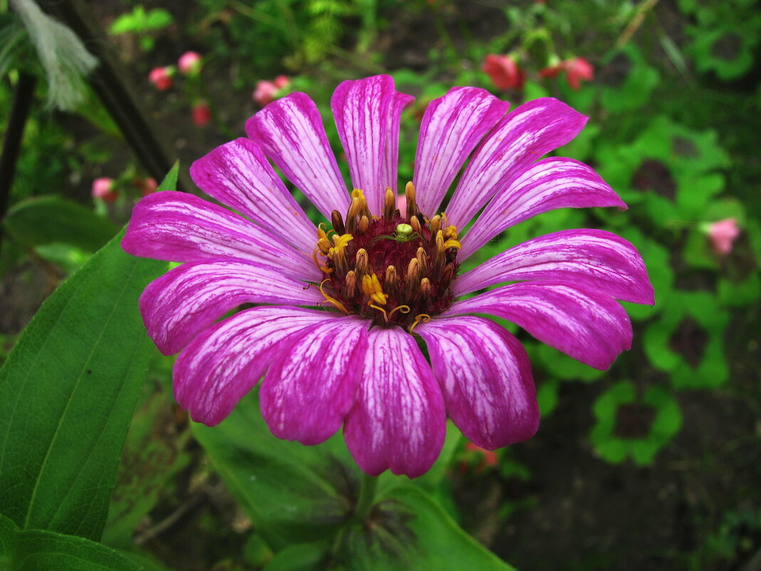 Красавица цинния - Людмила Смородинская Красавица цинния - Людмила Смородинская