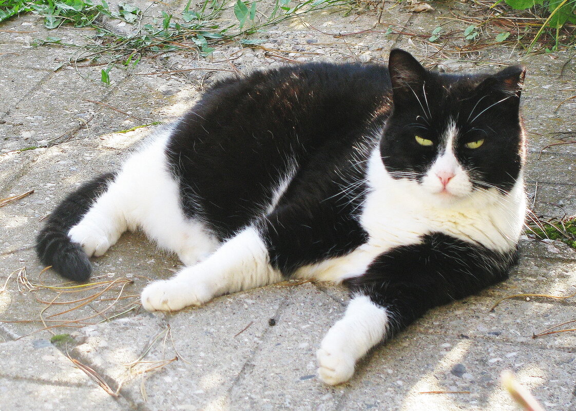 Балдеет - Людмила Смородинская